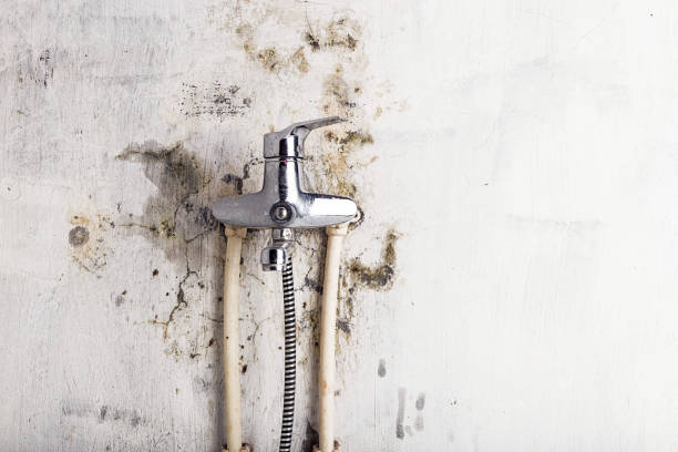 Best Fast Mold Removal  in Fairmount, IN