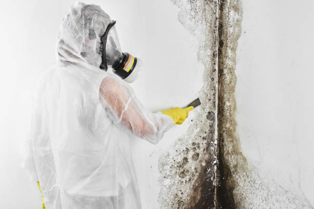 Best Office Mold Removal Services  in Fairmount, IN