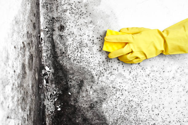Best Toxic Mold Removal  in Fairmount, IN