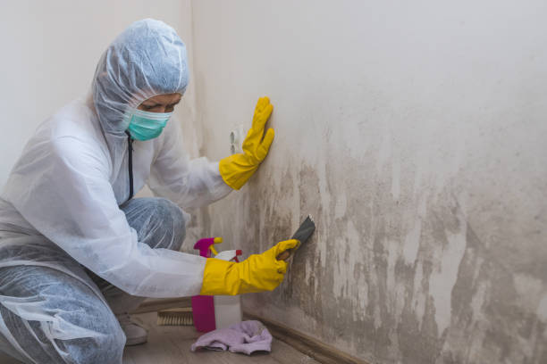 Best Local Mold Removal Service  in Fairmount, IN