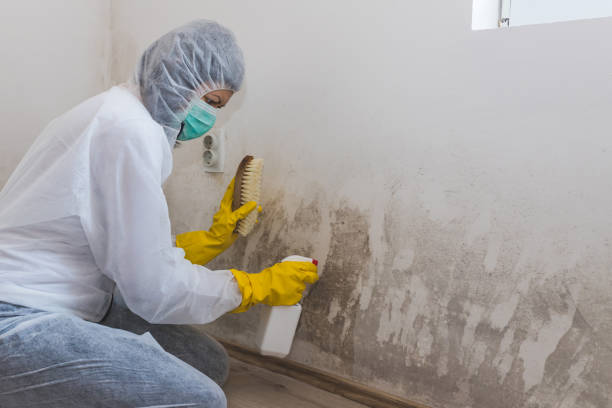 Best Home Mold Removal  in Fairmount, IN