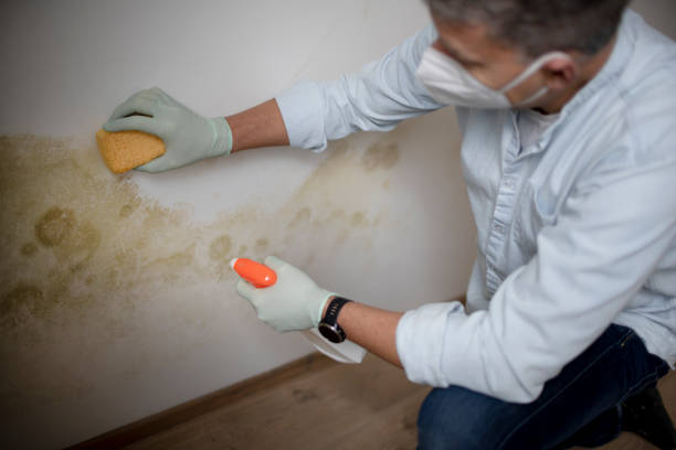 Best Mold Remediation Experts  in Fairmount, IN