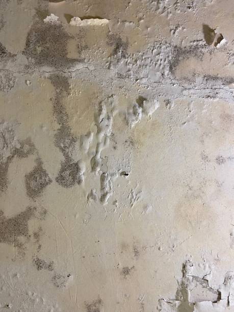 Best Professional Mold Removal  in Fairmount, IN