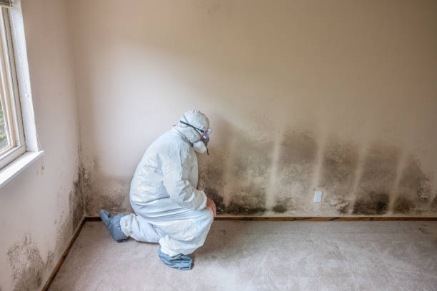 Best Mold Removal Near Me  in Fairmount, IN