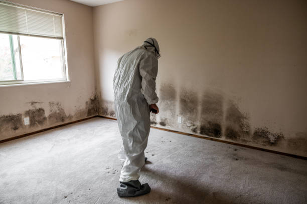 Best Crawl Space Mold Removal  in Fairmount, IN