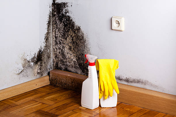 Best Home Mold Removal  in Fairmount, IN