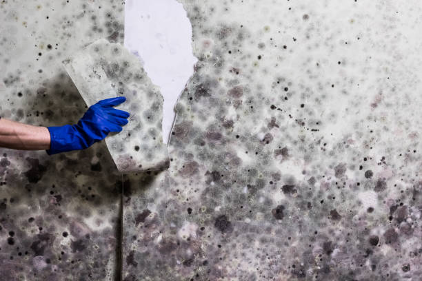 Best Local Mold Removal Service  in Fairmount, IN