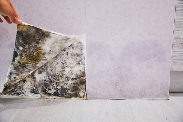 Certified Mold Removal in Fairmount, IN